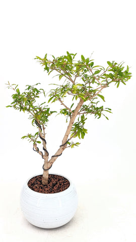 レザー盆栽　ダークブラウン　leather BONSAI No.01 A pot that won't look strange even if you plant an old tree? Mr