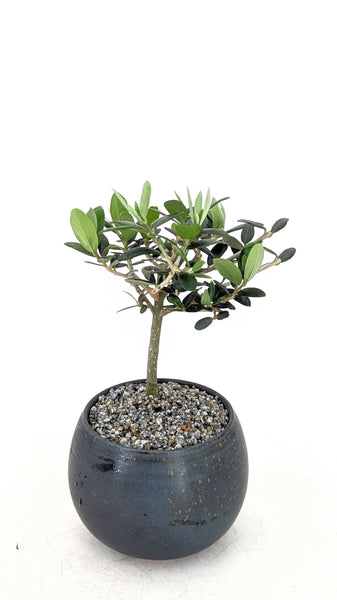 'Olivia' the European Olive