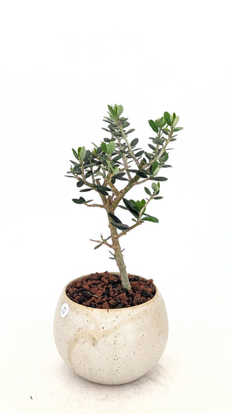 'Olivia' the European Olive
