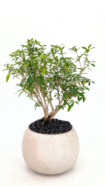 'Kiki' the Pink Mountain Serissa