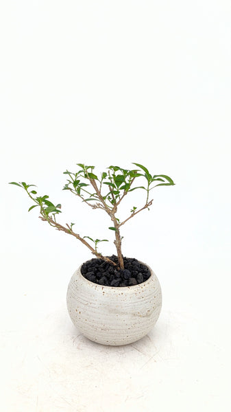 'Kiki' the Pink Mountain Serissa