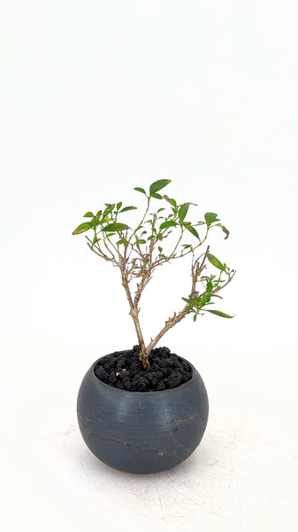 'Kiki' the Pink Mountain Serissa