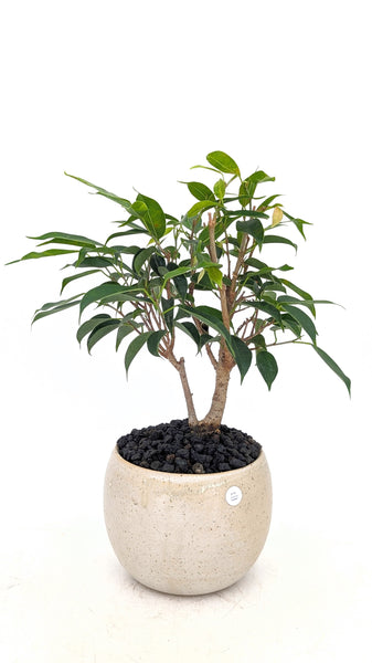 'Anora' the Weeping Fig Tree