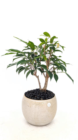 Weeping Fig Bonsai