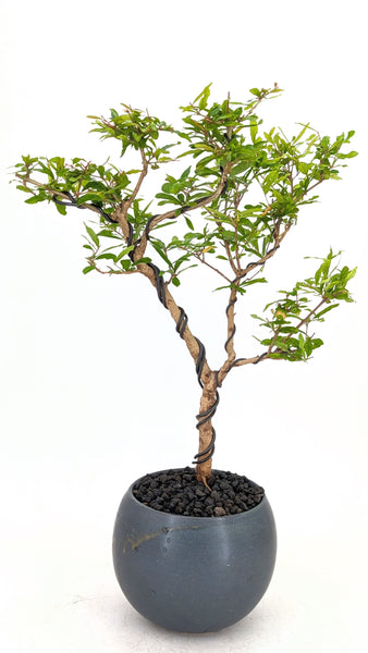 'Palmer' the Pomegranate