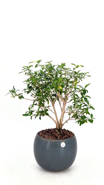thumbnail image 2 of Live Cherry Blossom Serissa Bonsai Tree – 2.5” Pot, Perfect For Fairy Garden Or Houseplant 2 of 4