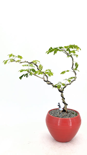 'Gilly' the Brazilian Rain Tree - #841