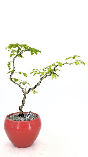 'Gilly' the Brazilian Rain Tree - #841