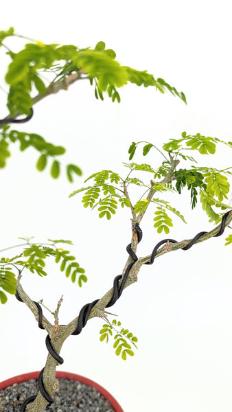 'Gilly' the Brazilian Rain Tree - #841