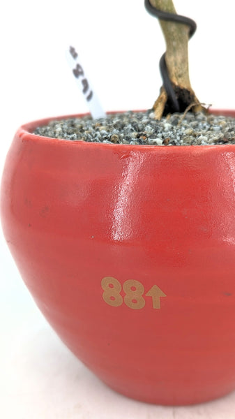 'Gilly' the Brazilian Rain Tree - #841