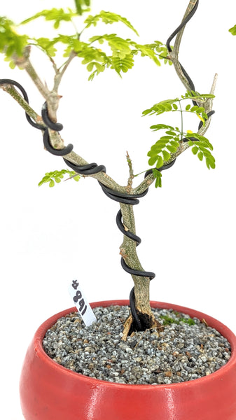 'Gilly' the Brazilian Rain Tree - #841