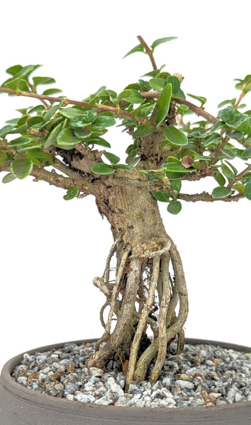 premna bonsai tree Premna Modern Bonsai