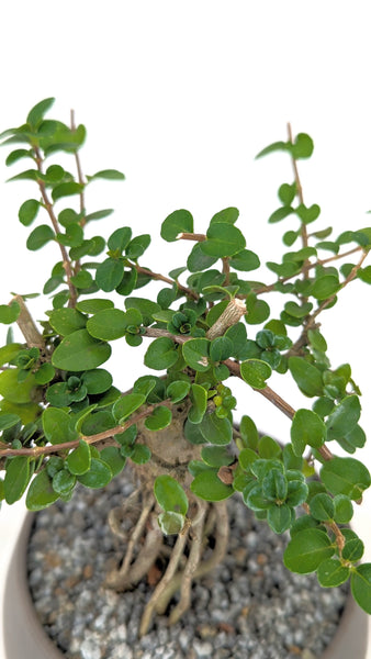 perry the potted plant Premna Modern Bonsai