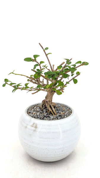 'Perry' the Premna