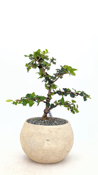 'Holly' the Dwarf Holly - #824