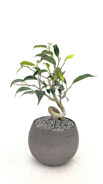 'Benny' the Weeping Fig Tree