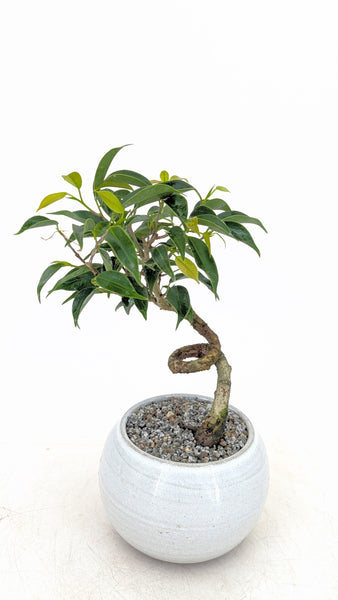 'Benny' the Weeping Fig Tree