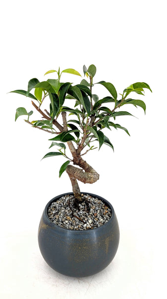 'Benny' the Weeping Fig Tree