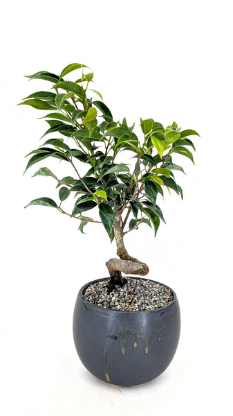 'Benny' the Weeping Fig Tree