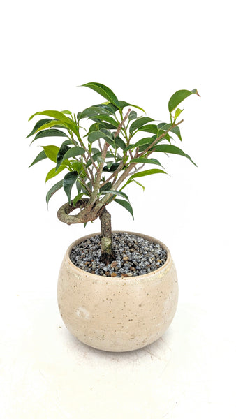 'Benny' the Weeping Fig Tree