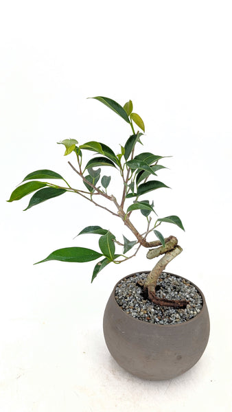 'Benny' the Weeping Fig Tree