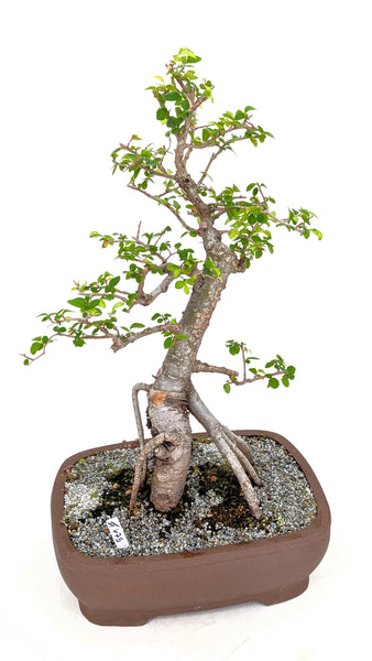 'Merlin' the Chinese Elm - #675