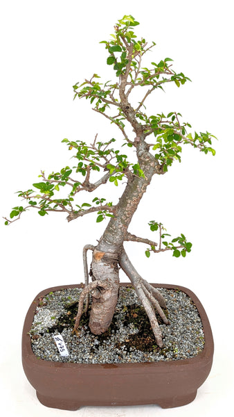 'Merlin' the Chinese Elm - #675