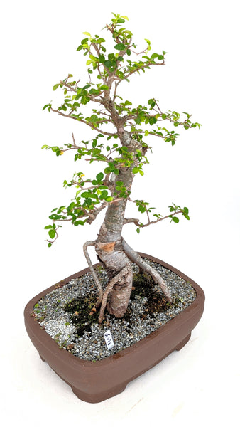 'Merlin' the Chinese Elm - #675