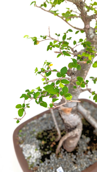 'Merlin' the Chinese Elm - #675