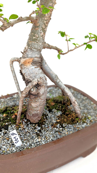 'Merlin' the Chinese Elm - #675
