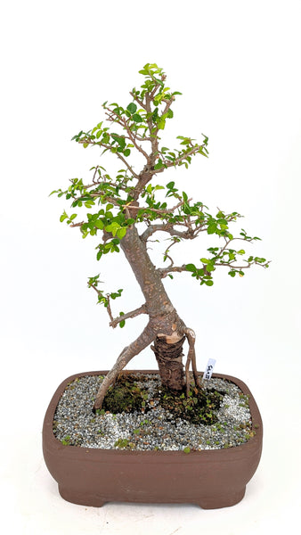 'Merlin' the Chinese Elm - #675