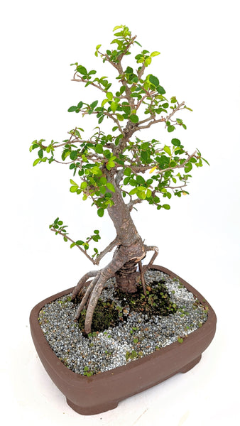 'Merlin' the Chinese Elm - #675