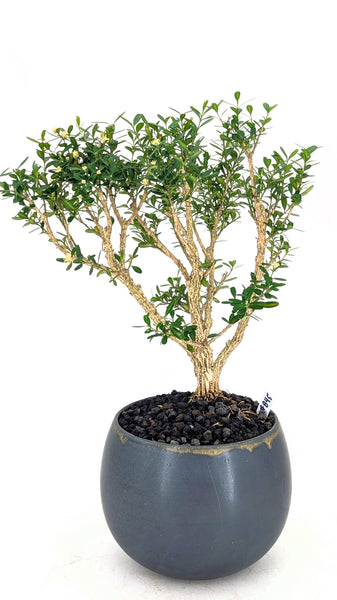 'Fei' the Harland Boxwood - #845