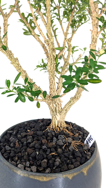 'Fei' the Harland Boxwood - #845