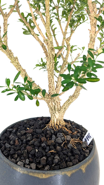 boxwood bonsai tree Harland Boxwood Bonsai