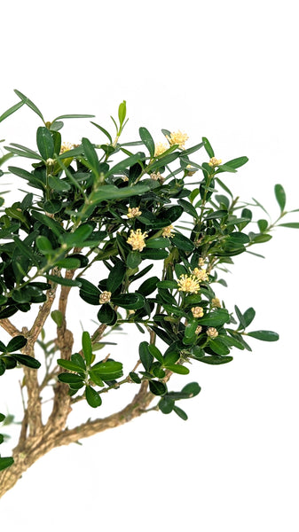 'Fei' the Harland Boxwood - #845