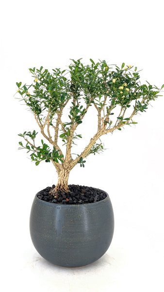 'Fei' the Harland Boxwood - #845
