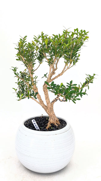 'Fei' the Harland Boxwood - #844
