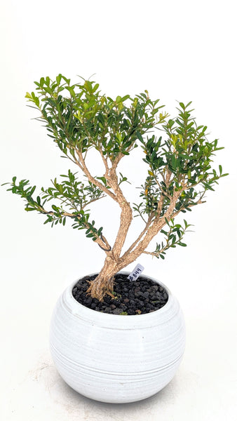 'Fei' the Harland Boxwood - #844