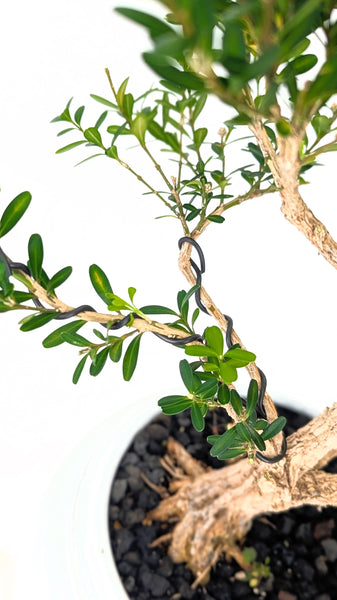 'Fei' the Harland Boxwood - #844