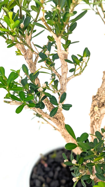 'Fei' the Harland Boxwood - #844