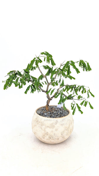 'Gilly' the Brazilian Rain Tree - #848