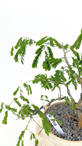 'Gilly' the Brazilian Rain Tree - #848