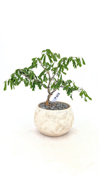 'Gilly' the Brazilian Rain Tree - #848