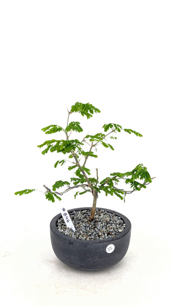 'Gilly' the Brazilian Rain Tree - #846