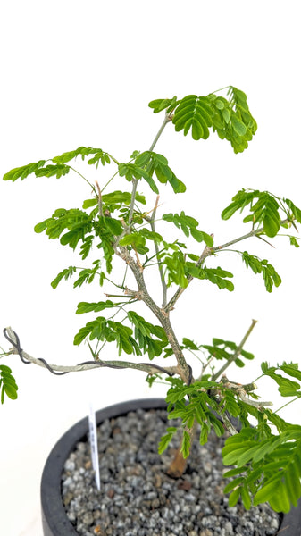 'Gilly' the Brazilian Rain Tree - #846