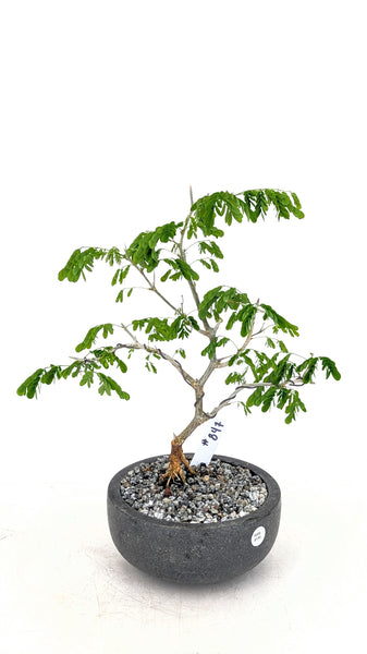 'Gilly' the Brazilian Rain Tree - #847