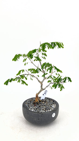 'Gilly' the Brazilian Rain Tree - #847