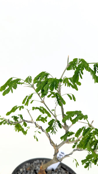 'Gilly' the Brazilian Rain Tree - #847