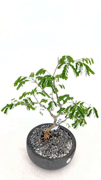 'Gilly' the Brazilian Rain Tree - #847
